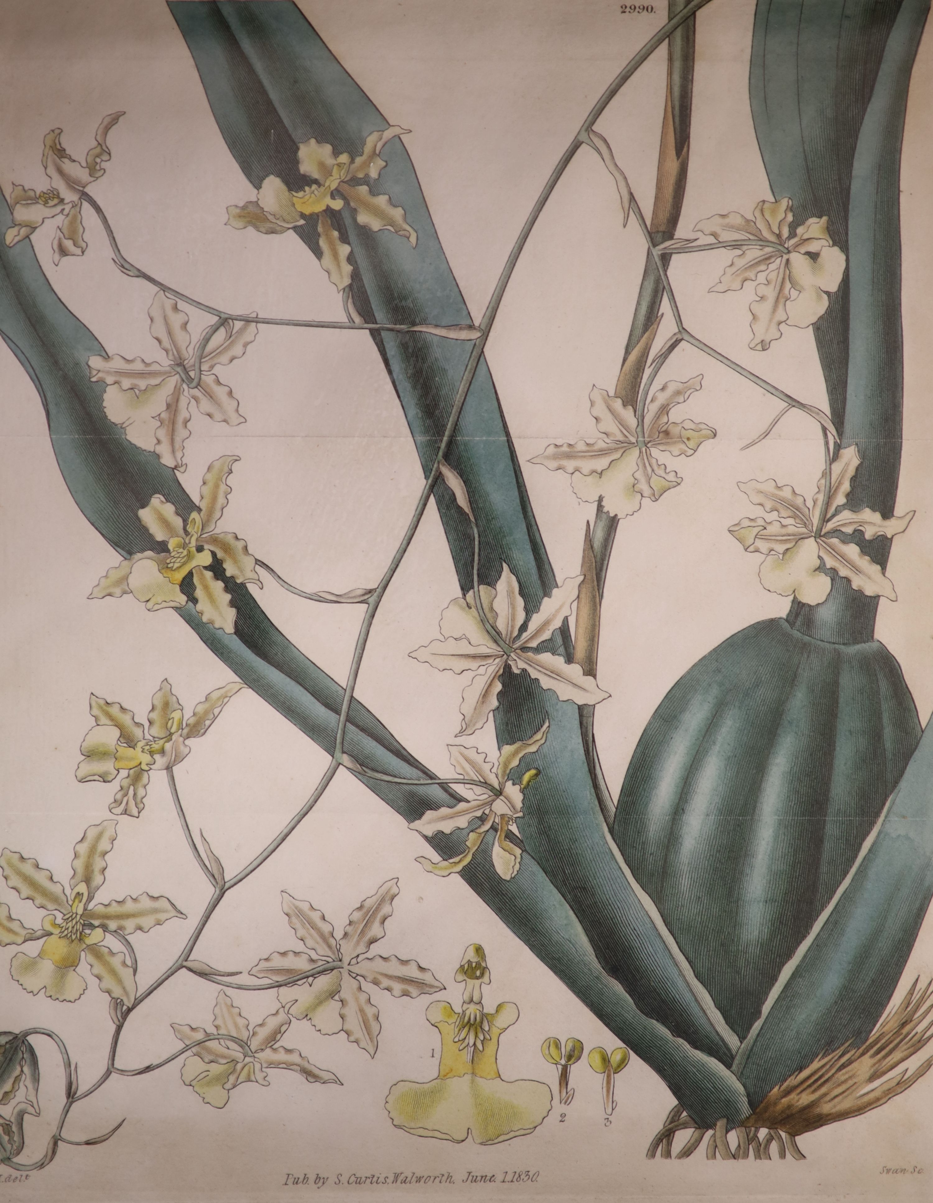 Pazzi after Menabuoni, four hand coloured engravings, Studies of shells, 41 x 26cm and a set of four hand coloured botanical engravings of Orchids, 26 x 22cm